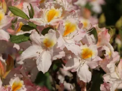 Laubabwerfende Azalee 'Schneegold' -Deutschland Garten Funk Verkaufs-Shop laubabwerfende azalee schneegold m003344 w 6