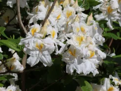 Laubabwerfende Azalee 'Schneegold' -Deutschland Garten Funk Verkaufs-Shop laubabwerfende azalee schneegold m003344 w 7