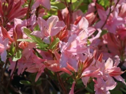 Laubabwerfende Azalee 'Soir De Paris' 8 Laubabwerfende Azalee 'Soir De Paris' -Deutschland Garten Funk Verkaufs-Shop laubabwerfende azalee soir de paris m004186 w 0