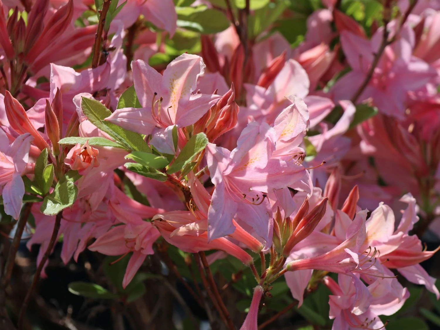 Laubabwerfende Azalee 'Soir De Paris' 3 Laubabwerfende Azalee 'Soir De Paris' – Bild 3