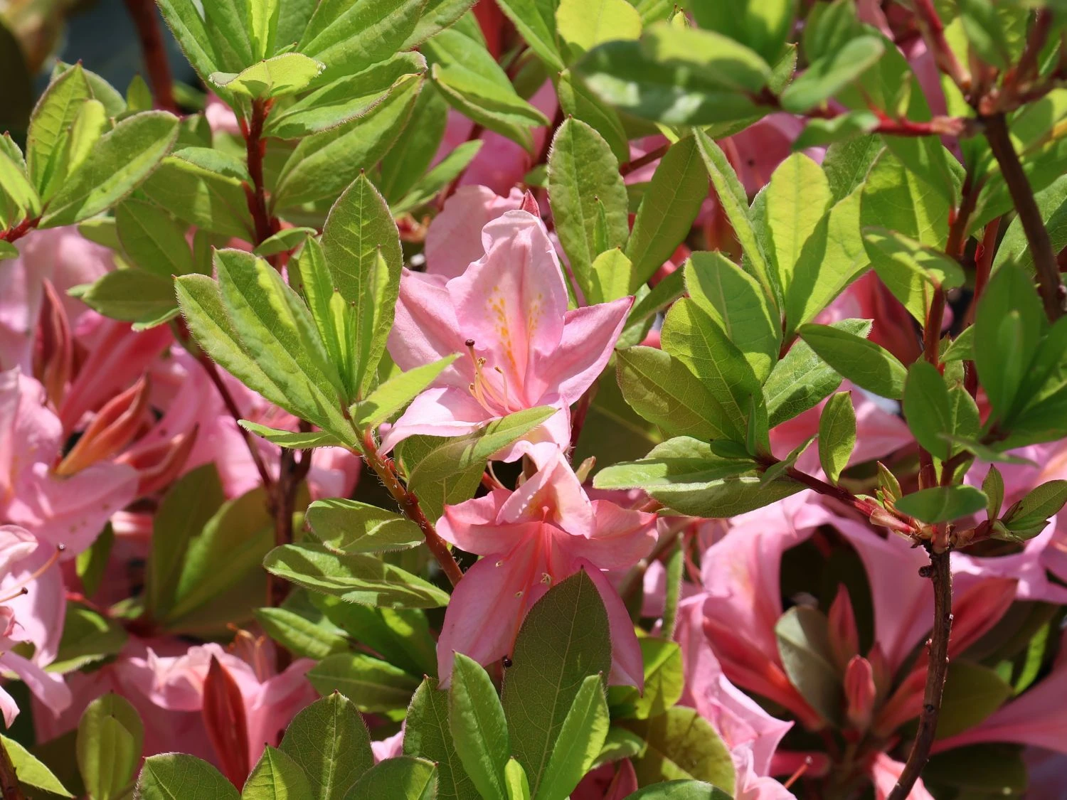 Laubabwerfende Azalee 'Soir De Paris' 4 Laubabwerfende Azalee 'Soir De Paris' – Bild 4