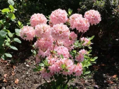 Laubabwerfende Azalee 'Soir De Paris' 10 Laubabwerfende Azalee 'Soir De Paris' -Deutschland Garten Funk Verkaufs-Shop laubabwerfende azalee soir de paris m004186 w 2