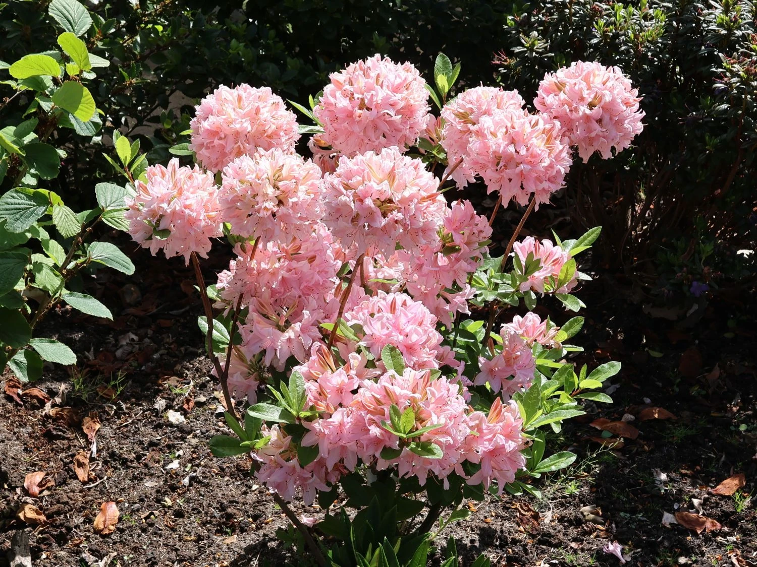 Laubabwerfende Azalee 'Soir De Paris' 5 Laubabwerfende Azalee 'Soir De Paris' – Bild 5