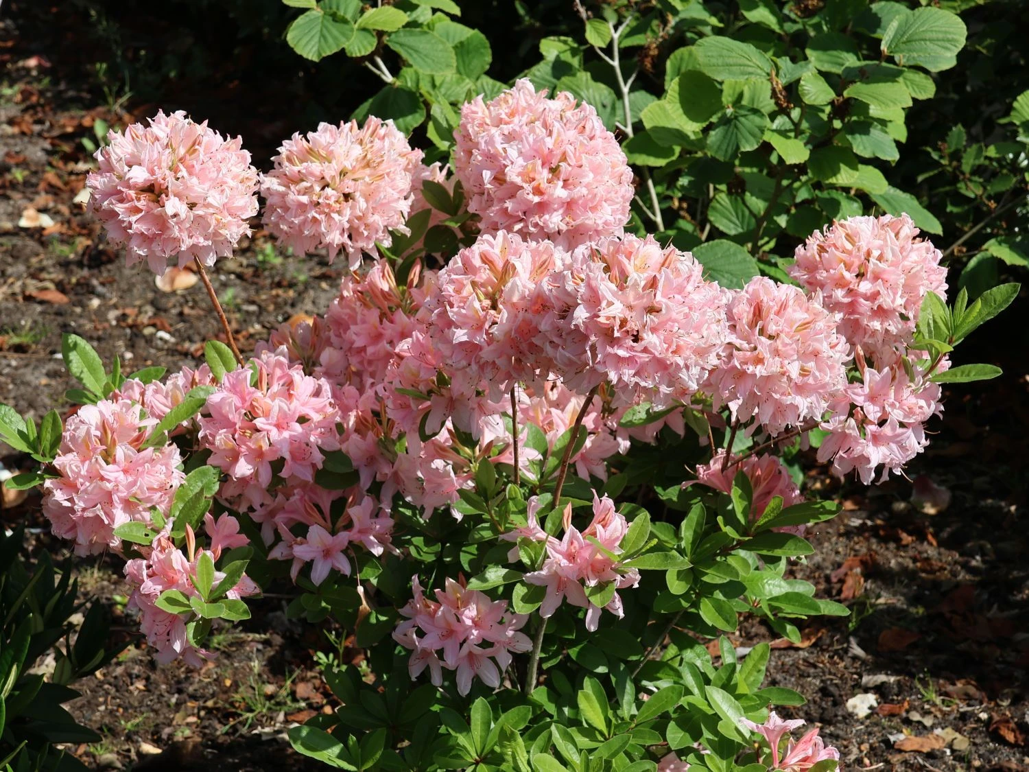 Laubabwerfende Azalee 'Soir De Paris' 2 Laubabwerfende Azalee 'Soir De Paris' – Bild 2