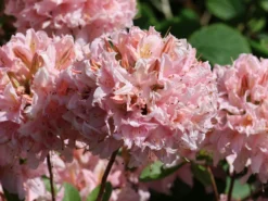 Laubabwerfende Azalee 'Soir De Paris' 11 Laubabwerfende Azalee 'Soir De Paris' -Deutschland Garten Funk Verkaufs-Shop laubabwerfende azalee soir de paris m004186 w 4