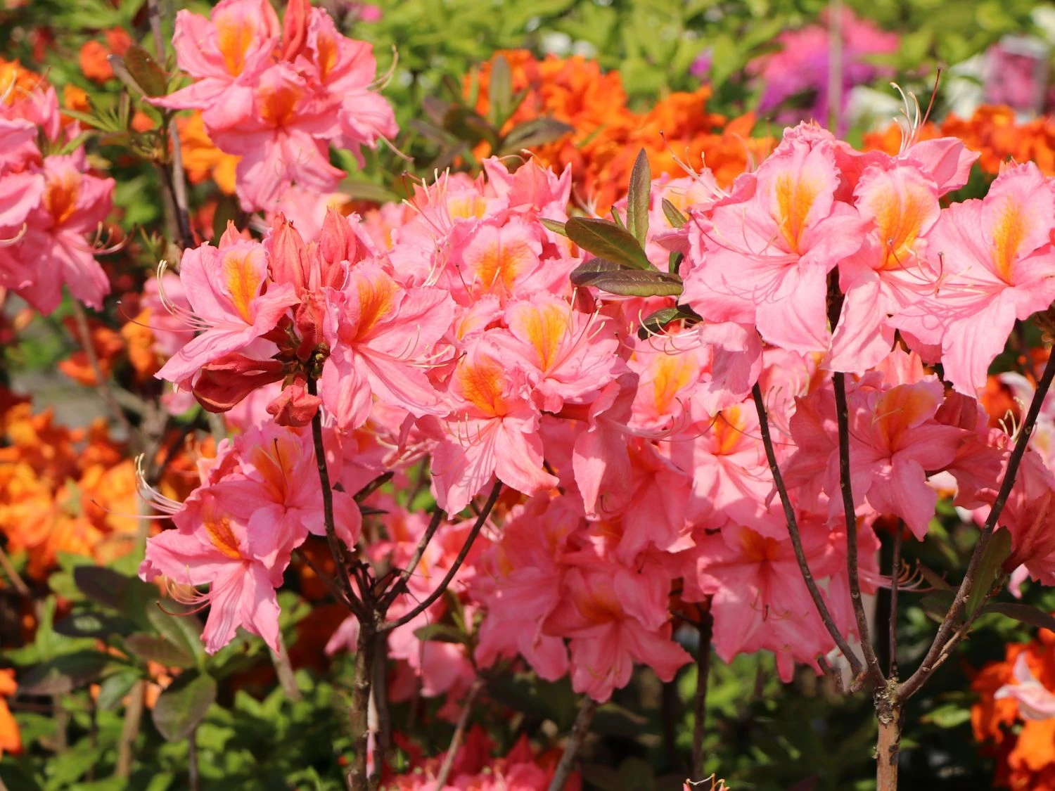 Laubabwerfende Azalee 'Stefanie' 2 Laubabwerfende Azalee 'Stefanie' – Bild 2