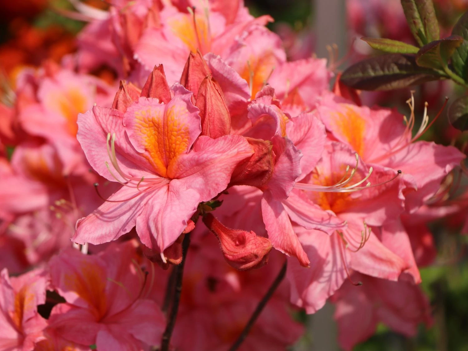 Laubabwerfende Azalee 'Stefanie' 3 Laubabwerfende Azalee 'Stefanie' – Bild 3