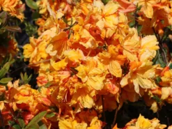 Laubabwerfende Azalee 'Sunte Nectarine' -Deutschland Garten Funk Verkaufs-Shop laubabwerfende azalee sunte nectarine m003346 w 1