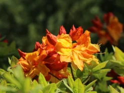 Laubabwerfende Azalee 'Sunte Nectarine' -Deutschland Garten Funk Verkaufs-Shop laubabwerfende azalee sunte nectarine m003346 w 3