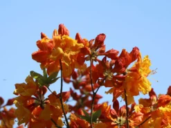 Laubabwerfende Azalee 'Sunte Nectarine' -Deutschland Garten Funk Verkaufs-Shop laubabwerfende azalee sunte nectarine m003346 w 4