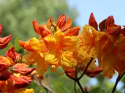 Laubabwerfende Azalee 'Sunte Nectarine' -Deutschland Garten Funk Verkaufs-Shop laubabwerfende azalee sunte nectarine m003346 w 5