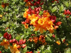 Laubabwerfende Azalee 'Sunte Nectarine' -Deutschland Garten Funk Verkaufs-Shop laubabwerfende azalee sunte nectarine m003346 w 6