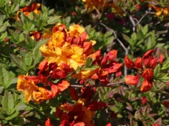 Laubabwerfende Azalee 'Sunte Nectarine' -Deutschland Garten Funk Verkaufs-Shop laubabwerfende azalee sunte nectarine m003346 w 7