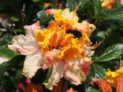 Laubabwerfende Azalee 'Washington State Centennial'