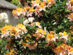 Laubabwerfende Azalee 'Washington State Centennial' 9 Laubabwerfende Azalee 'Washington State Centennial' -Deutschland Garten Funk Verkaufs-Shop laubabwerfende azalee washington state centennial m006888 w 0