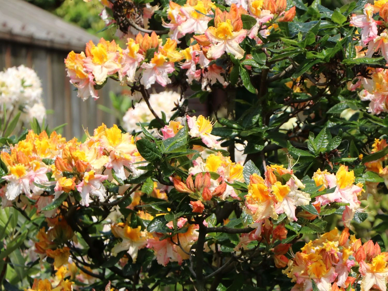 Laubabwerfende Azalee 'Washington State Centennial' 5 Laubabwerfende Azalee 'Washington State Centennial' – Bild 5