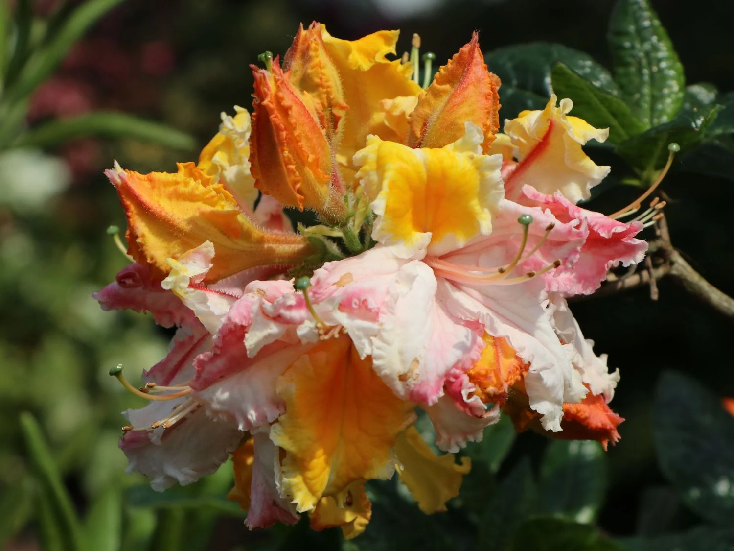 Laubabwerfende Azalee 'Washington State Centennial' 2 Laubabwerfende Azalee 'Washington State Centennial' – Bild 2