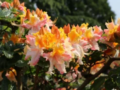 Laubabwerfende Azalee 'Washington State Centennial' 8 Laubabwerfende Azalee 'Washington State Centennial' -Deutschland Garten Funk Verkaufs-Shop laubabwerfende azalee washington state centennial m006888 w 3