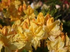 Laubabwerfende Azalee 'Windsor Sunbeam'