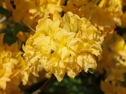 Laubabwerfende Azalee / Gelbe Azalee 'Yellow Pom Pom'