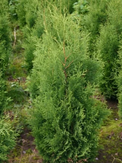 Säulen-Lebensbaum 'Columna' -Deutschland Garten Funk Verkaufs-Shop lebensbaum columna saeulen lebensbaum m002446 w 2