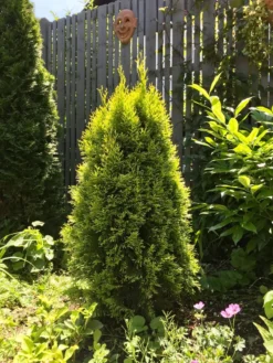 Lebensbaum 'Golden Smaragd' ® -Deutschland Garten Funk Verkaufs-Shop lebensbaum golden smaragd m057470 917030 0