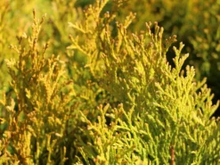 Lebensbaum 'Golden Smaragd' ® -Deutschland Garten Funk Verkaufs-Shop lebensbaum golden smaragd m057470 w 1