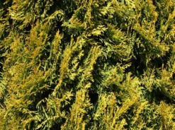 Lebensbaum 'Golden Smaragd' ® -Deutschland Garten Funk Verkaufs-Shop lebensbaum golden smaragd m057470 w 5