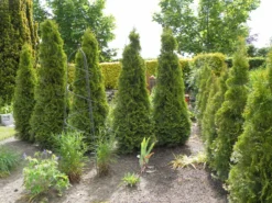 Lebensbaum 'Smaragd' -Deutschland Garten Funk Verkaufs-Shop lebensbaum smaragd m000174 350489 0