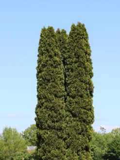 Lebensbaum 'Smaragd' -Deutschland Garten Funk Verkaufs-Shop lebensbaum smaragd m000174 w 10