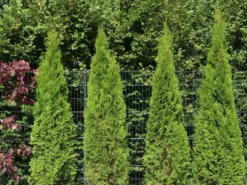 Lebensbaum 'Smaragd' -Deutschland Garten Funk Verkaufs-Shop lebensbaum smaragd m000174 w 2