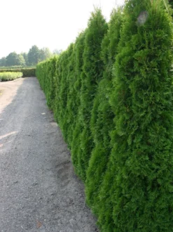 Lebensbaum 'Smaragd' -Deutschland Garten Funk Verkaufs-Shop lebensbaum smaragd m000174 w 3