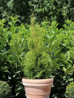 Lebensbaum 'Smaragd' -Deutschland Garten Funk Verkaufs-Shop lebensbaum smaragd m000174 w 5