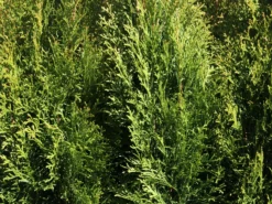 Lebensbaum 'Smaragd' -Deutschland Garten Funk Verkaufs-Shop lebensbaum smaragd m000174 w 6