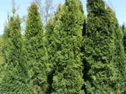 Lebensbaum 'Smaragd' -Deutschland Garten Funk Verkaufs-Shop lebensbaum smaragd m000174 w 7