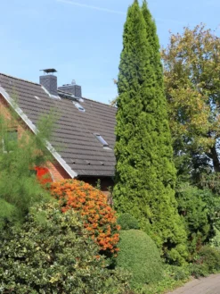 Lebensbaum 'Smaragd' -Deutschland Garten Funk Verkaufs-Shop lebensbaum smaragd m000174 w 9