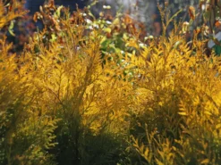 Lebensbaum 'Sunkist'