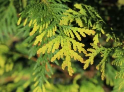 Lebensbaum 'Sunkist' -Deutschland Garten Funk Verkaufs-Shop lebensbaum sunkist m009947 w 1