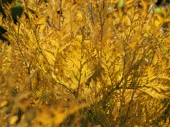 Lebensbaum 'Sunkist' -Deutschland Garten Funk Verkaufs-Shop lebensbaum sunkist m009947 w 3