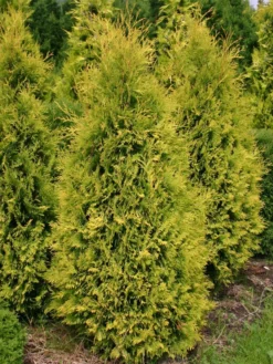 Lebensbaum 'Sunkist' -Deutschland Garten Funk Verkaufs-Shop lebensbaum sunkist m009947 w 4