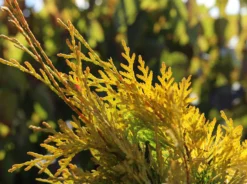 Lebensbaum 'Sunkist' -Deutschland Garten Funk Verkaufs-Shop lebensbaum sunkist m009947 w 5