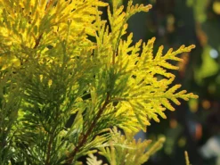 Lebensbaum 'Sunkist' -Deutschland Garten Funk Verkaufs-Shop lebensbaum sunkist m009947 w 6