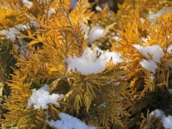 Lebensbaum 'Sunkist' -Deutschland Garten Funk Verkaufs-Shop lebensbaum sunkist m009947 w 7