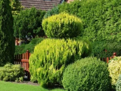 Lebensbaum 'Sunkist' -Deutschland Garten Funk Verkaufs-Shop lebensbaum sunkist m009947 w 8