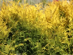 Lebensbaum 'Sunkist' -Deutschland Garten Funk Verkaufs-Shop lebensbaum sunkist m009947 w 9