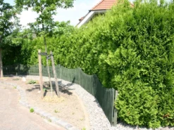 Abendländischer Lebensbaum