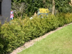 Abendländischer Lebensbaum -Deutschland Garten Funk Verkaufs-Shop lebensbaum thuja abendlaendischer lebensbaum m000001 w 0