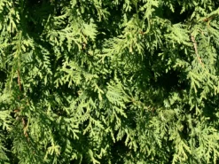 Abendländischer Lebensbaum -Deutschland Garten Funk Verkaufs-Shop lebensbaum thuja abendlaendischer lebensbaum m000001 w 1