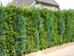 Abendländischer Lebensbaum -Deutschland Garten Funk Verkaufs-Shop lebensbaum thuja abendlaendischer lebensbaum m000001 w 2