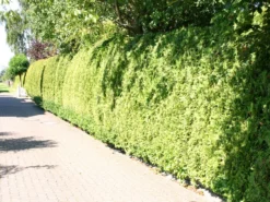 Abendländischer Lebensbaum -Deutschland Garten Funk Verkaufs-Shop lebensbaum thuja abendlaendischer lebensbaum m000001 w 5